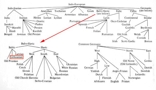 Lithuanian language in the PIE Proto Indo European family tree. Linguistics. Baltic.
