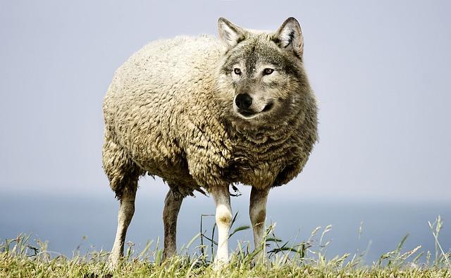 size-does-matter-when-comparing-dna-testing-companies-wolf-in-sheeps-clothing-2577813_640