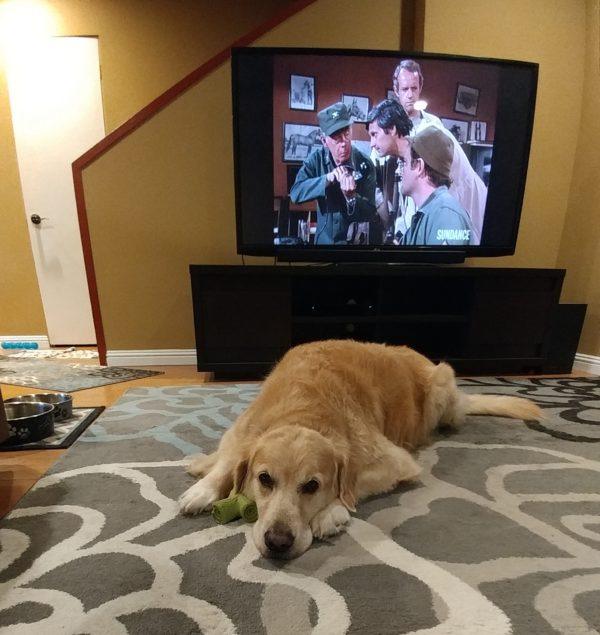 how-my-dog-watches-television-01