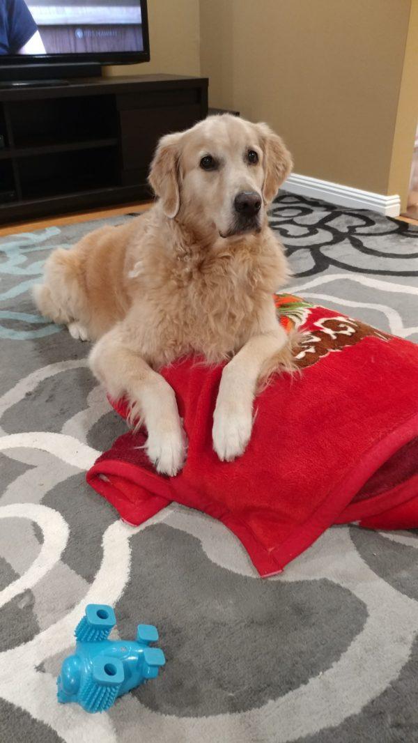 how-my-dog-watches-television-02