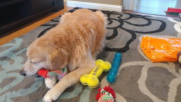 how-my-dog-watches-television-03