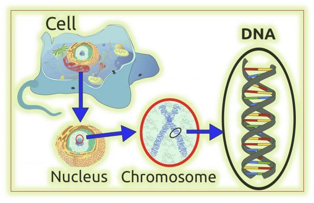 Understanding-Basic-Genetics-Making-Sense-of-Genes-Genomes-Chromosomes