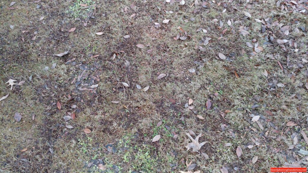 Winter leaves and ground cover