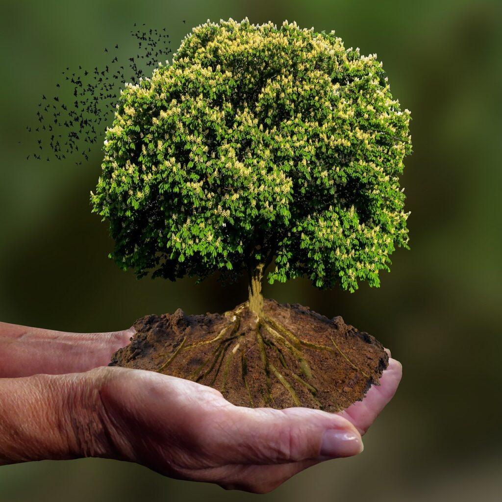 better-site-than-ancestry tree